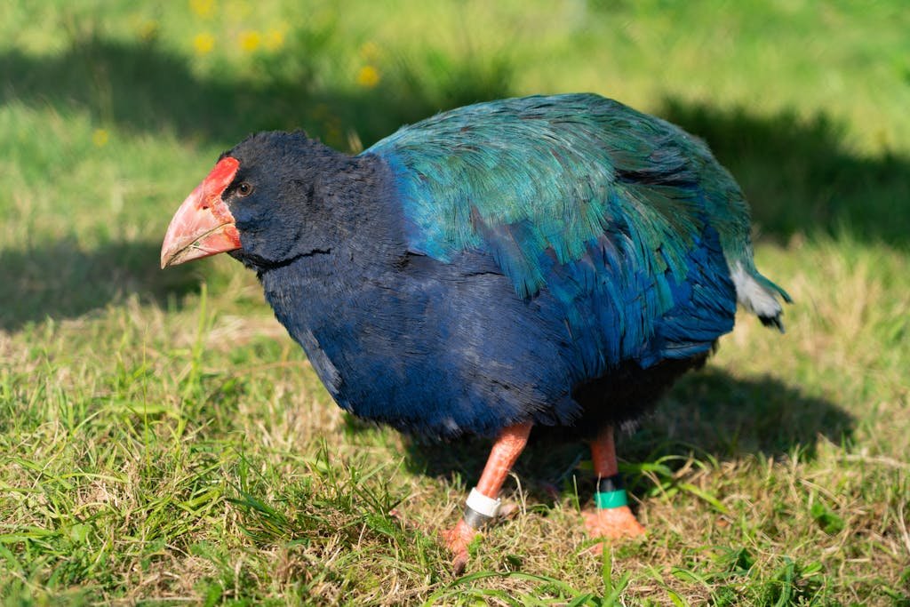 Close-up of a rare Takahe bird with vibrant plumage standing on grass in its natural habitat.