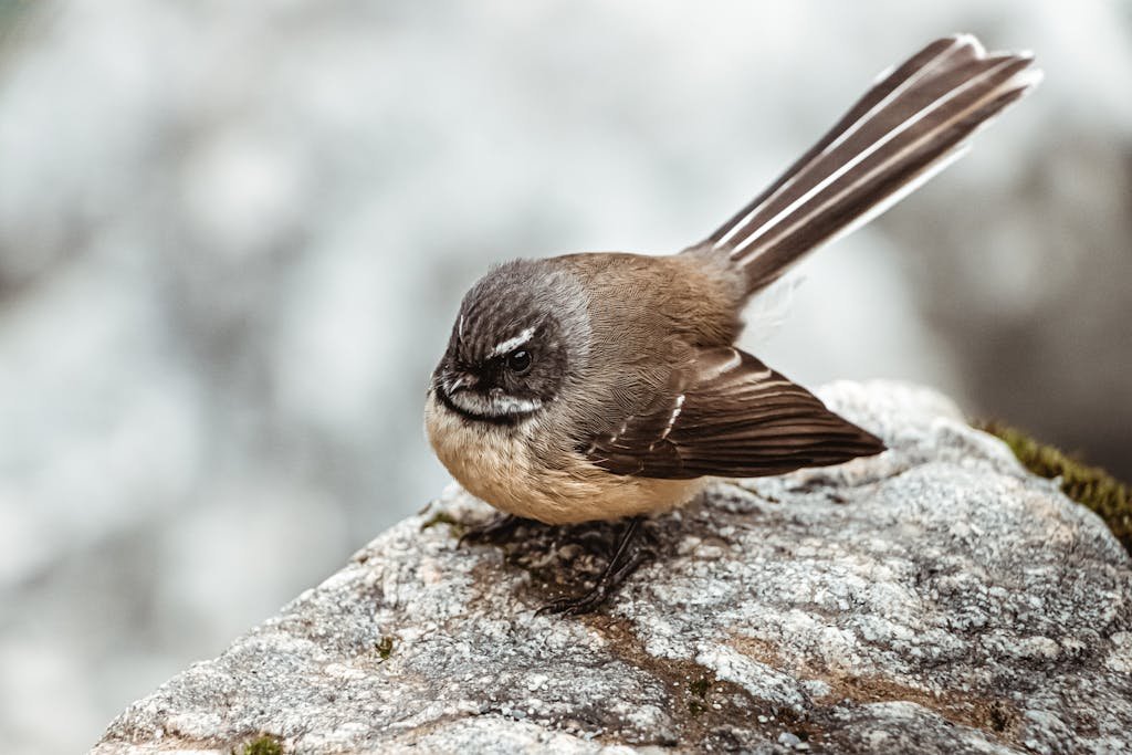 Close-up photograph of a fantail bird perched on a rock, showcasing detailed plumage.