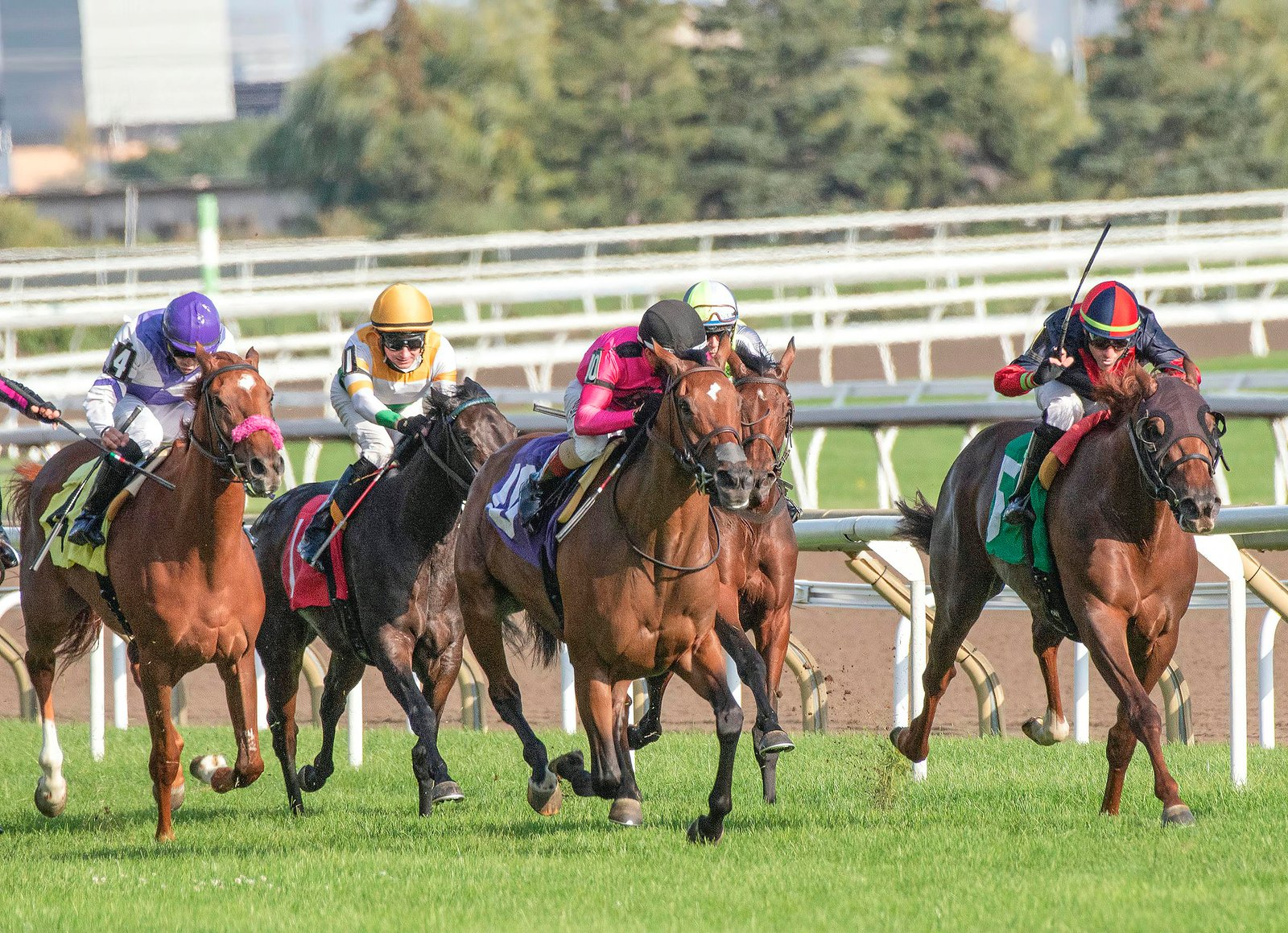 Intense horse race showcasing competitive jockeys driving their steeds toward victory.