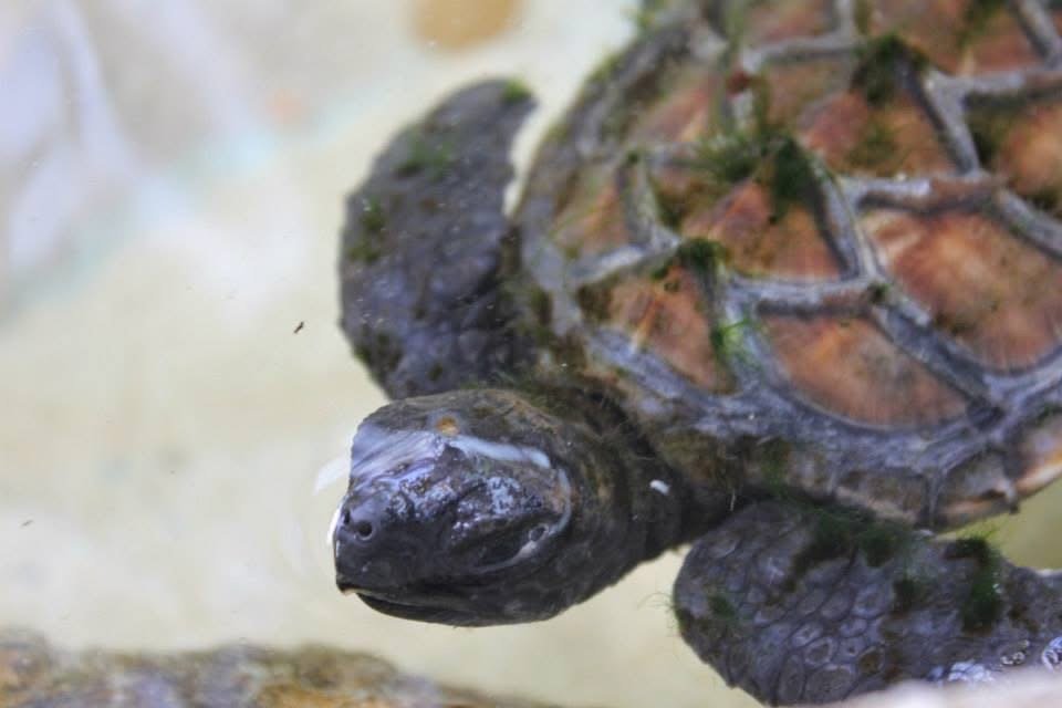Close up image of a Baby Turtle at the surface of the water in the turtle sanctuary at Treasure Island