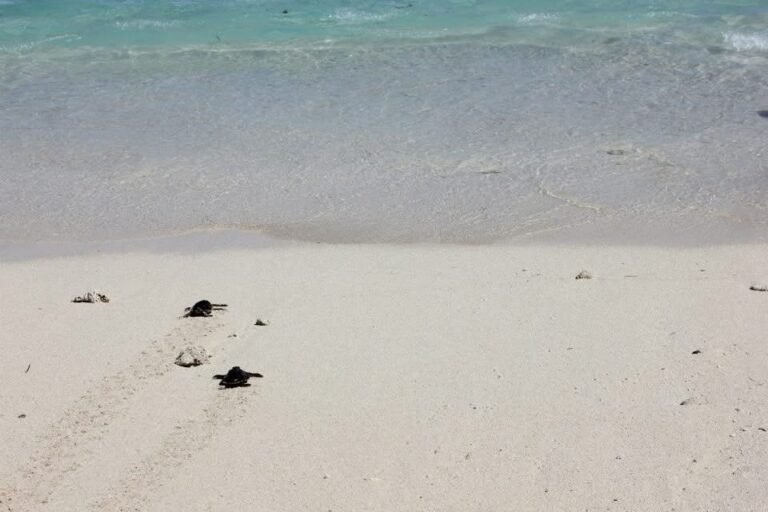Two baby Turtles make their way towards the ocean on a beach