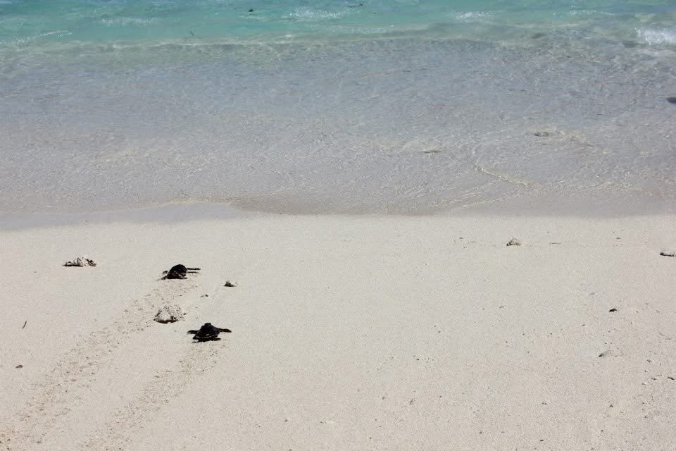 Two baby Turtles make their way towards the ocean on a beach