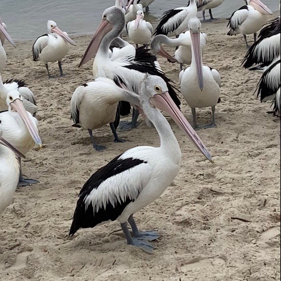 Pelican
